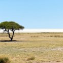 NAM OSHI Etosha 2016NOV27 070 : 2016, 2016 - African Adventures, Africa, Date, Etosha National Park, Month, Namibia, November, Oshikoto, Places, Southern, Trips, Year